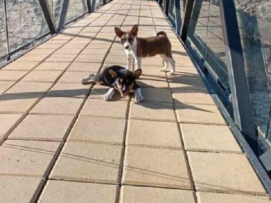 TOP σκυλιά Basenji